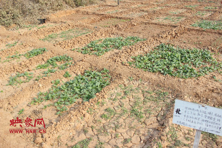 開心農(nóng)場哦，你可以再這兒包地，無毒無公害綠色產(chǎn)品