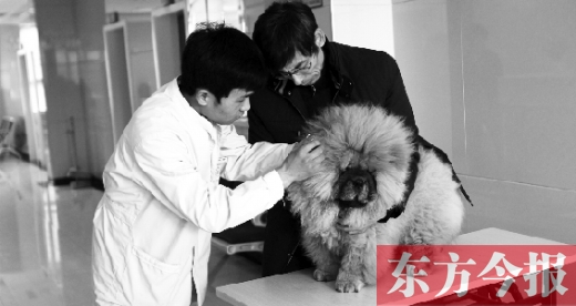 在一家大型寵物醫(yī)院里，生病的狗狗正在接受治療