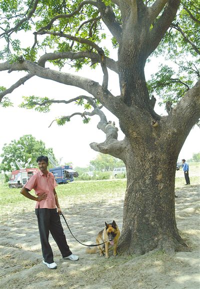 兩名少女在這棵樹上被吊死。
