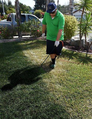 加州一市民正在為草地翻新“整容”。