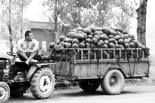 　看著滿滿一車瓜，一瓜農愁眉不展。