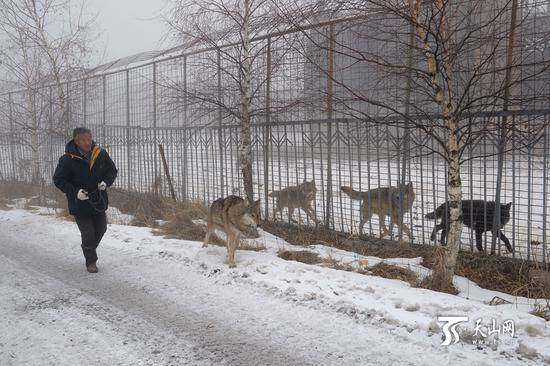 7旬老人養(yǎng)150匹野狼 伙食費(fèi)1年花近百萬(wàn)