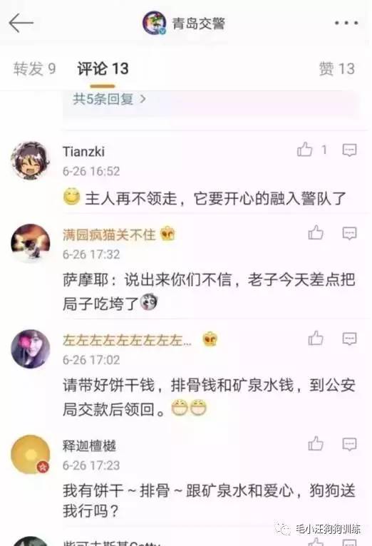 薩摩耶混吃混喝1個月 交警隊尋主人:我們被吃窮了 薩摩耶混吃混喝1個月 交警隊尋主人:我們被吃窮了