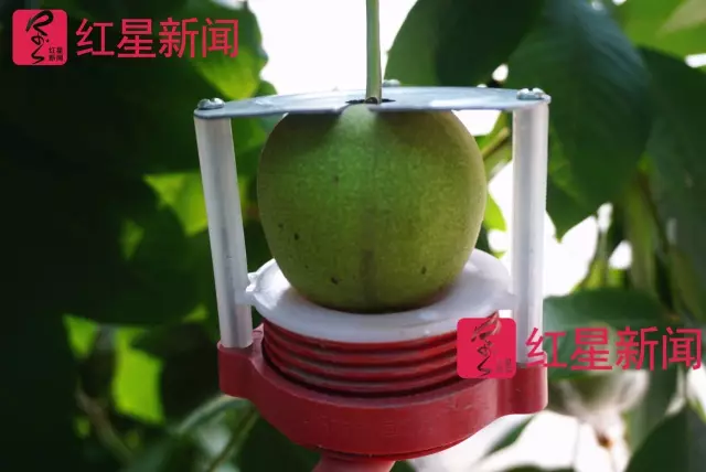 文玩核桃遇冷由幾萬一對降到5元沒人要？商戶否認(rèn)