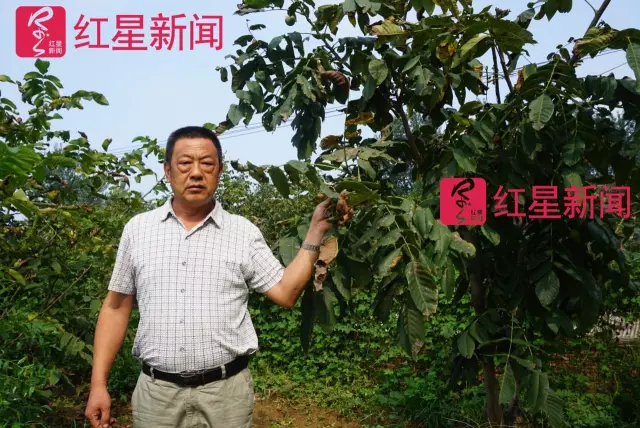 文玩核桃遇冷由幾萬一對降到5元沒人要？商戶否認(rèn)