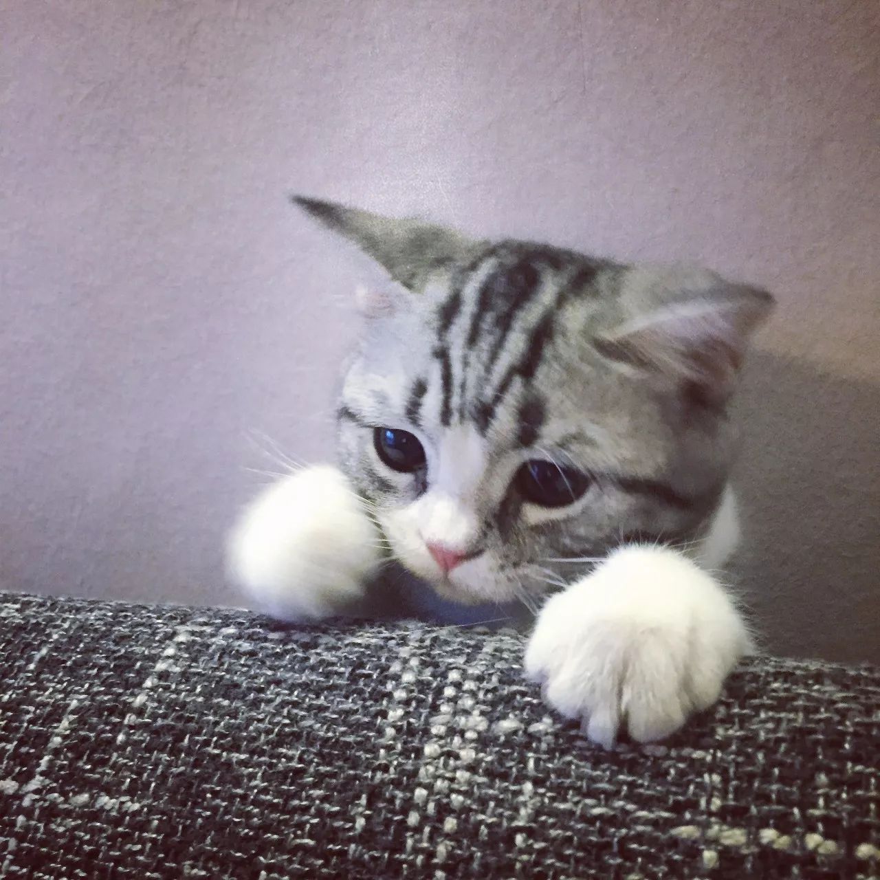 一只虛擬寵物貓叫價(jià)13億元？云養(yǎng)貓成真