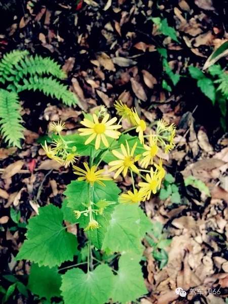 不僅有樹(shù)，還有美麗的小花花！