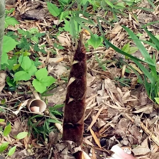 咦~這是什么？能吃嗎？