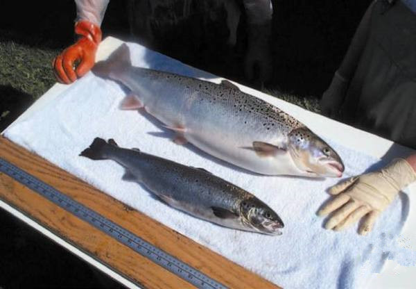 美國為何要率先吃轉(zhuǎn)基因動(dòng)物？