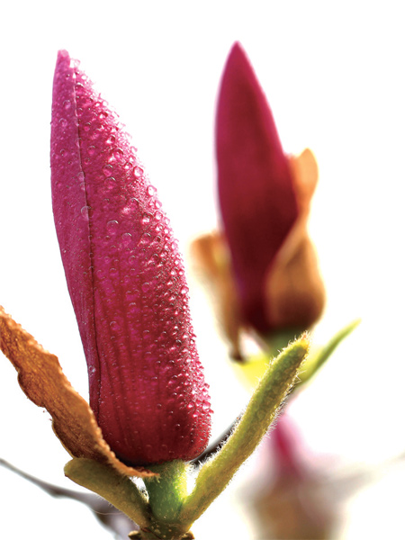 在鄭州，玉蘭才是春的使者