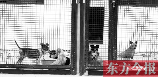 被主人遺棄的小狗暫時寄居在鄭州市犬只收容中心內(nèi)，如果沒有人來認(rèn)領(lǐng)，他們將被處以安樂死