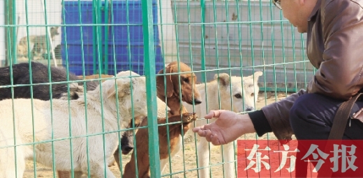 犬類收容站也有一些像臘腸這樣的品種犬 犬類收容站也有一些像臘腸這樣的品種犬