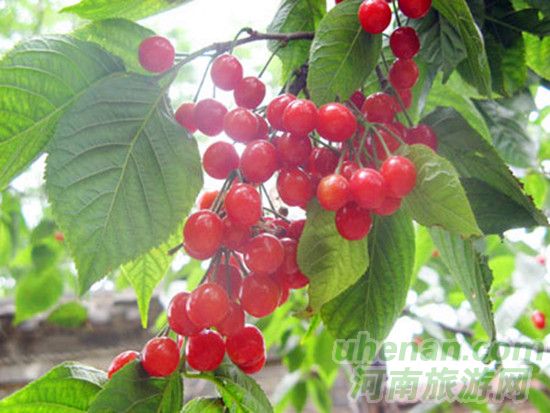 洛陽新安縣 萬畝櫻桃等您摘 洛陽新安縣 萬畝櫻桃等您摘