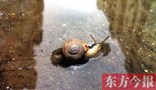 堵車俺不怕，就怕發(fā)大水，這不，一大早蹚水過街，現(xiàn)在已經(jīng)是下午了，俺還在馬路中間呢