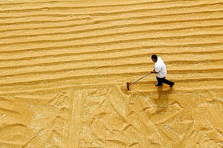 6月7日，內(nèi)黃縣城關(guān)鎮(zhèn)農(nóng)民在晾曬小麥。