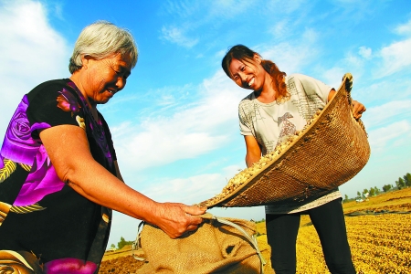 8月24日，內(nèi)黃縣城關鎮(zhèn)農(nóng)民在收獲早熟花生。