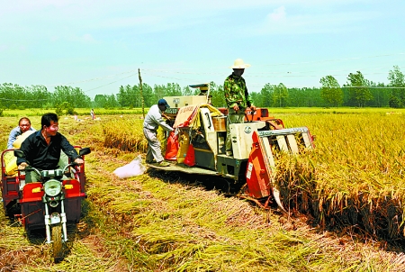 8月25日，農(nóng)機(jī)手在固始縣泉河鄉(xiāng)王樓村稻田里開(kāi)始機(jī)收水稻。