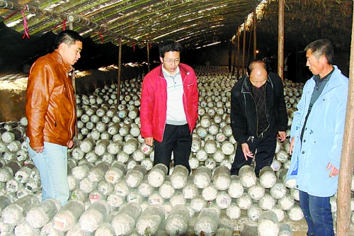 張泉鑫（左二）指導(dǎo)食用菌種植戶解決技術(shù)難題。