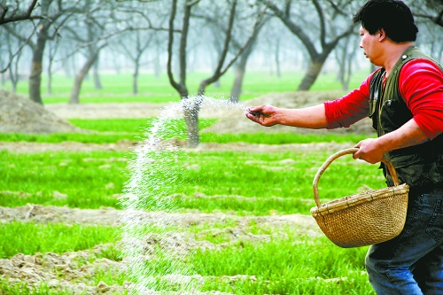 3月18日，內(nèi)黃縣城關(guān)鎮(zhèn)農(nóng)民在給小麥施肥。眼下正是冬小麥返青的關(guān)鍵時期，內(nèi)黃縣廣大農(nóng)民積極開展以澆水