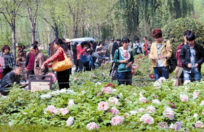  清明小長(zhǎng)假期間，隋唐城遺址植物園內(nèi)游人如織