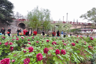 在王城公園橋北新開辟的甘棠洲牡丹觀賞區(qū)內(nèi)，霓虹煥彩、晨紅等品種牡丹盛開，給來自海內(nèi)外的賞花游客帶來驚