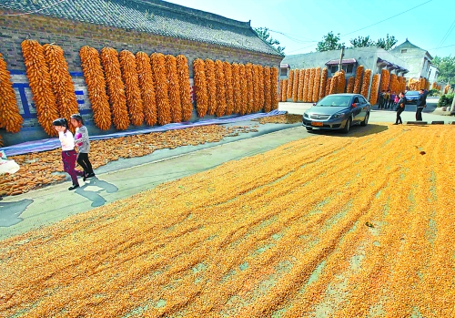 河南夏糧收購(gòu)基本結(jié)束 累計(jì)收購(gòu)小麥343.5億斤 河南夏糧收購(gòu)基本結(jié)束 累計(jì)收購(gòu)小麥343.5億斤