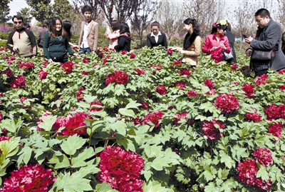 　 5日，國際牡丹園開園迎賓，連日來，慕名而來賞花踏青的游客絡(luò)繹不絕