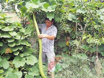 平頂山村民種出“霸王絲瓜” 長達1.6米