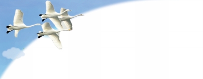 河南三門峽：天鵝城里看天鵝 小天鵝“助飛”大旅游