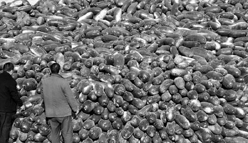 綠油油的冬瓜堆積如山。