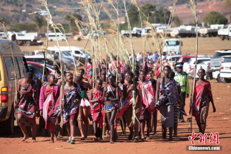 斯威士蘭蘆葦節(jié)開(kāi)選秀女 斯威士蘭蘆葦節(jié)開(kāi)選秀女