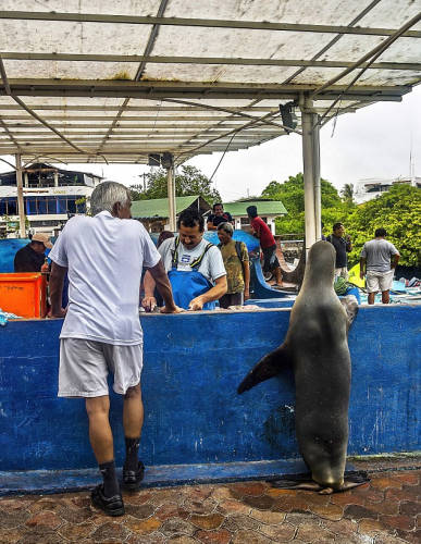 海獅變魚攤?？?排隊“購買”金槍魚