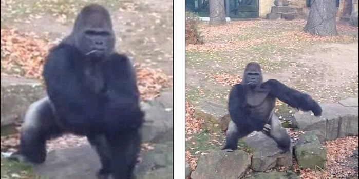 德國(guó)大猩猩扮惡霸 德國(guó)大猩猩扮惡霸