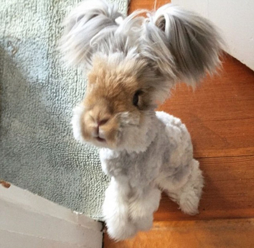 美國(guó)小兔可愛招風(fēng)耳走紅網(wǎng)絡(luò)