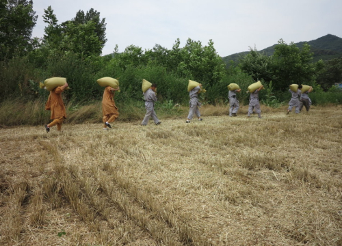 少林武僧進(jìn)田間收果實