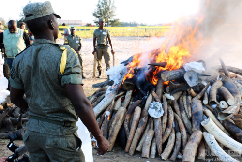 需要燒24小時(shí)才能燒完的象牙 需要燒24小時(shí)才能燒完的象牙