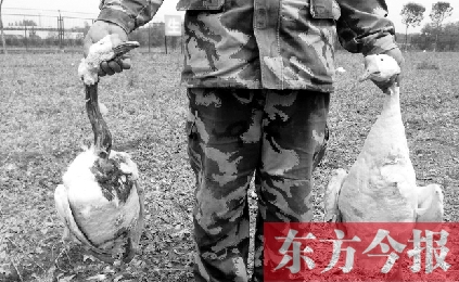 濟源一山間農(nóng)場遭襲，死傷200多只大鵝