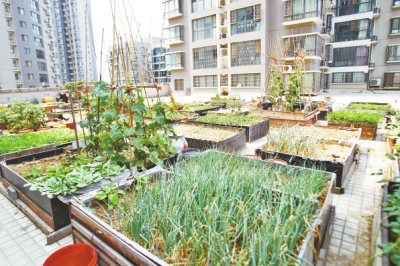  小區(qū)3層商鋪的樓頂是個大平臺，個人圍起來的“小菜園”約有50多個。