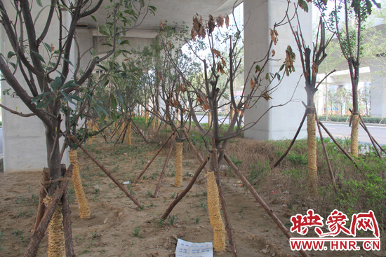 北三環(huán)經(jīng)三路橋下種的樹(shù)木有的葉子已經(jīng)干枯。
