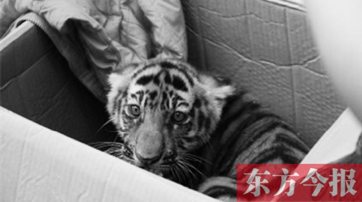 三門(mén)峽6人團(tuán)伙集資25萬(wàn)網(wǎng)購(gòu)孟加拉幼虎被抓獲