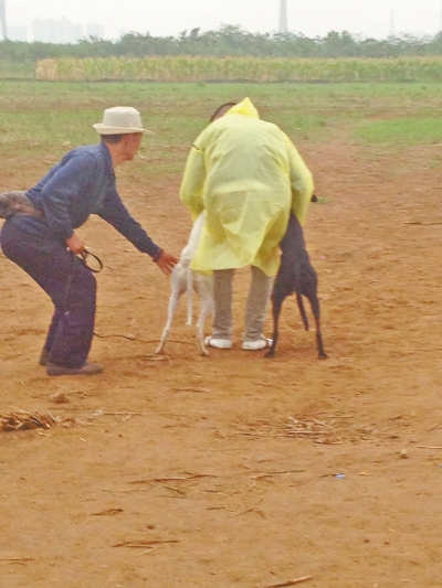 上場(chǎng)前，狗主人進(jìn)場(chǎng)撫摸自己的愛(ài)犬，給它打氣加油。