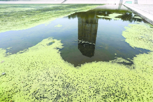 幾近干涸、臭氣熏天、長滿水草的東風渠，已不見往日容顏　 記者 侯建勛/攝