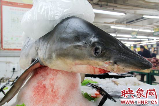 這條鯊魚長約1.5米，寬約0.5米，上身被碎冰覆蓋，保存較完整。