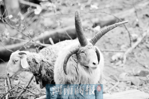 “咩……我的原主人說，他養(yǎng)了一輩子羊，也沒見過我這種情況”