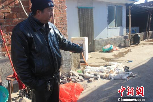 圖為家禽收購點的陳姓工作人員介紹，是這些愛狗人士的封堵讓這些兔子無辜死去?！●R義恒　攝