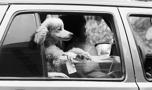 再帶著寵物出門(mén)坐出租車(chē)，可得想好了