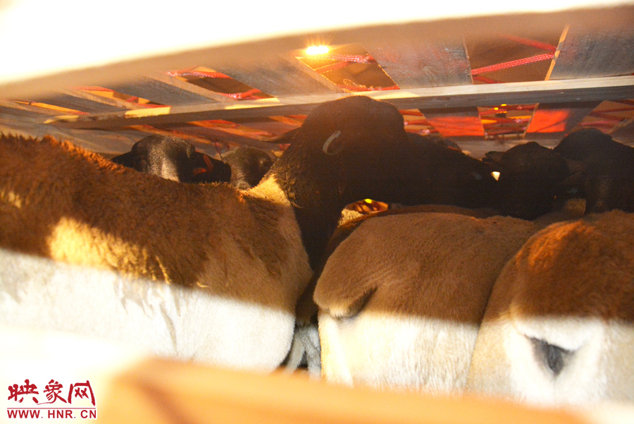 千只澳大利亞種羊“打飛的”落戶河南 創(chuàng)國內(nèi)多個第一 千只澳大利亞種羊“打飛的”落戶河南 創(chuàng)國內(nèi)多個第一