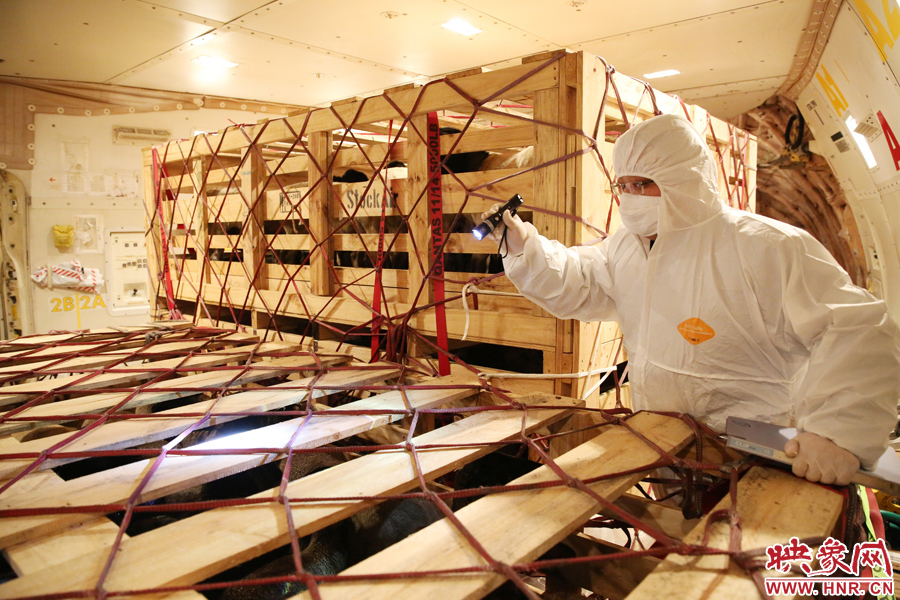 千只澳大利亞種羊“打飛的”落戶河南 創(chuàng)國內(nèi)多個第一 千只澳大利亞種羊“打飛的”落戶河南 創(chuàng)國內(nèi)多個第一