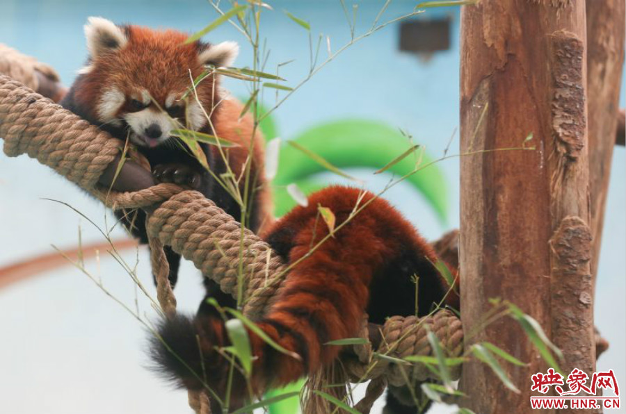 憨態(tài)可掬的小熊貓備受小朋友們的喜愛。