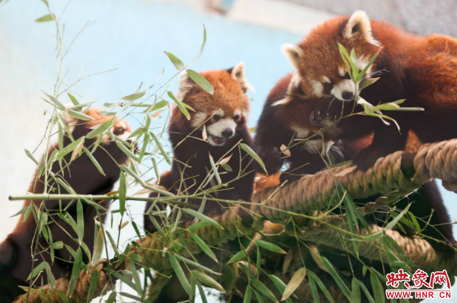 18只小熊貓正在進(jìn)食。